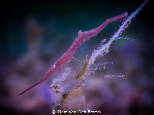shaving lobster by Marc Van Den Broeck 